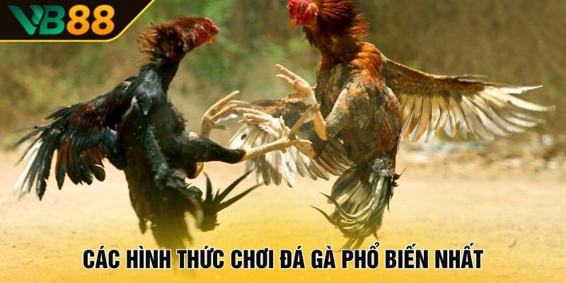 Các hình thức chơi đá gà phổ biến nhất