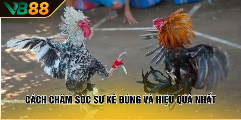 Đá Gà Cựa Dao - Giải Mã Luật Chơi Và Kỹ Năng Chăm Chiến Kê 3 Cách chăm sóc sư kê đúng và hiệu quả nhất