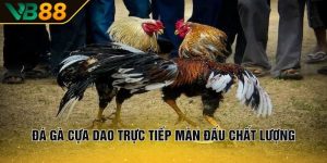 Đá gà cựa dao trực tiếp màn đấu chất lượng