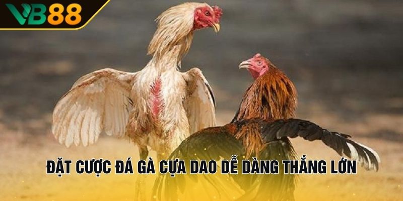 Đá Gà Cựa Dao - Giải Mã Luật Chơi Và Kỹ Năng Chăm Chiến Kê 2 Đặt cược đá gà cựa dao dễ dàng thắng lớn