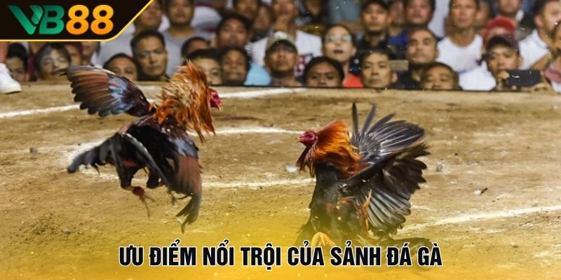 Ưu điểm nổi trội của sảnh Đá gà